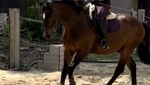 IMG_0249.jpeg