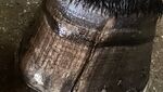 IMG_9501.jpeg