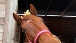 IMG_0801.jpeg