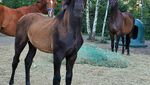IMG_3972.jpeg