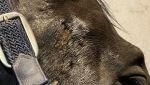 IMG_3258.jpeg