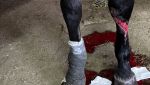 IMG_5424.jpeg