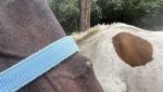 IMG_6147.jpeg
