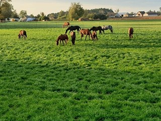 Stajnia  boks dla konia pensjonat