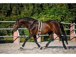 pas do lonżowania Showmaster Teddyfleece, czarny, r. COB, z futrem, bdb (4)