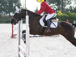 Wydzierżawię energicznego wałacha