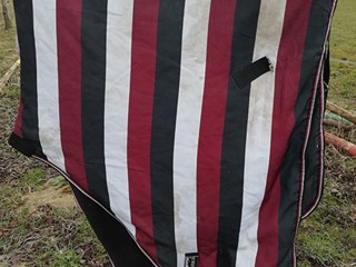 Eskadron derka stajenna 155 cm