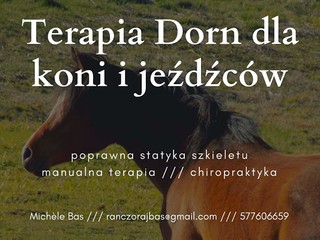 Chiropraktyka / fizjoterapia / terapia dla koni
