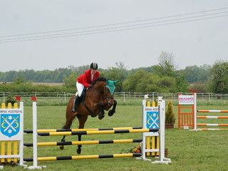 Współdzierżawa wałacha (Swarzędz)