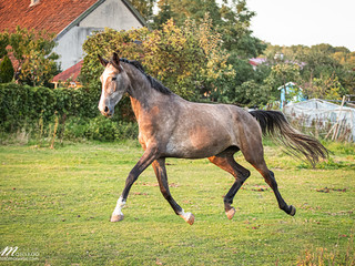 7 letnia klacz Canturo I x Lord Caletto