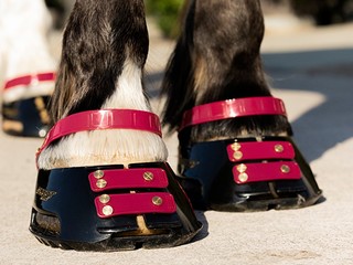 Buty dla konia Scootboot Classic - dobierzemy dla Was rozmiar