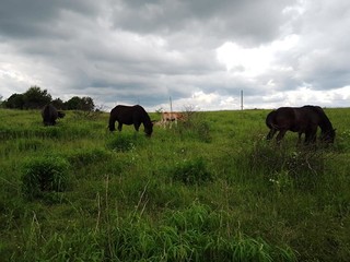 Pensjonat wolny wybieg, boksy
