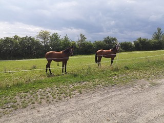 Sprzedam stajnie, ośrodek jeździecki, mieszkanie, gospodarstwo rolne,woj. Opolskie
