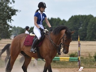 Wałach na sprzedaż