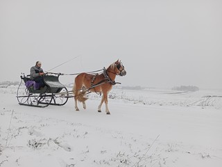 Ogier haflinger Nicon