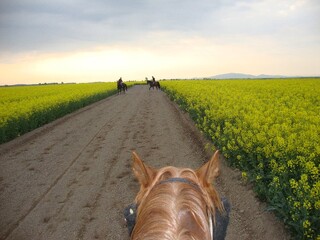 Jeździec treningowy