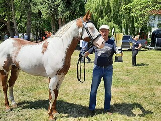 Ogier American paint horse APH