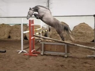 grey mare by Hiacynt sp. (Quidam de Revel s.f. line)
