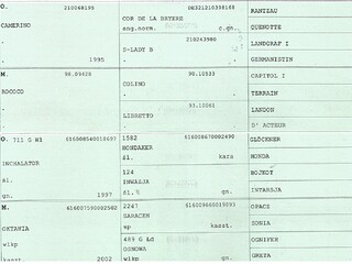 5 y.o. mare by Up To Date KWPN