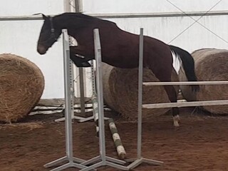 4 y.o.gelding by Glob sp./Lando hol.
