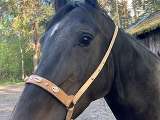 Prezenterka skórzana