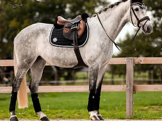 Czaprak Dapple Equestrian