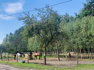 Pensjonat dla koni Powiat Wołomiński
