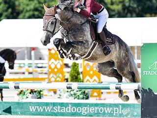 Trening koni oraz jeźdźców