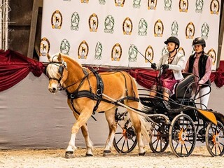 Ogier haflinger, licencja