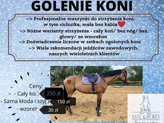 Golenie koni Szczecin/Choszczno i okolice