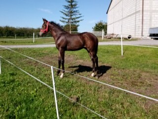 3 -letni wałach małopolski po Flawiusz/Huzar