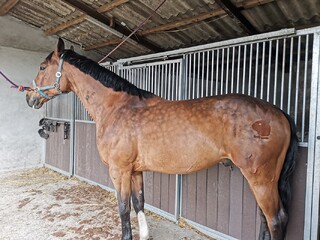 Golenie koni na terenie Wielkopolski (Poznań i okolice)