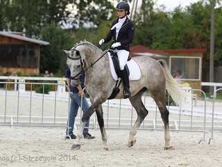 Wałach 17 Lat Oldenburski Ujeżdżeniowy