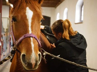 Dopasowywanie siodeł / saddle fitter / serwis rymarski / sklep jeździecki / komis siodeł / fizjoterapia koni