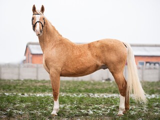 Ogier Zhangzhou syn ogiera Delorean (Dancier x Weltmayer)