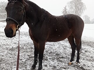 Treningi na prywatnym koniu