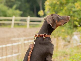 smycz Sugar Dog, brązowa, skórzana, jak nowa z wadą