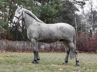 Favory Figarro ogier lipicański