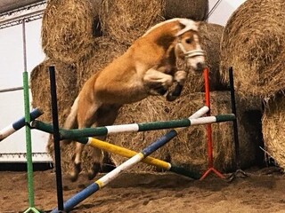 NA SPRZEDAŻ AMBITNY WAŁACH HAFLINGER