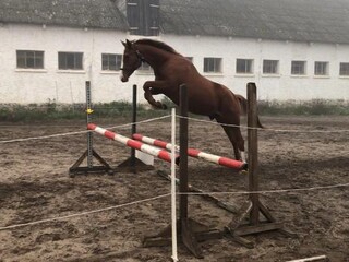 Czteroletni wałach po Hipoidas
