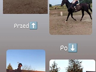Przyjmę w trening/zajazdke