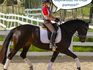 Jak porusza się koń? - szkolenie online