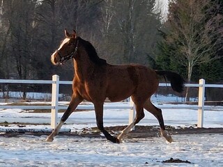 Stanówka 2025 FAKTOR - Lord/Landgraf/Contender