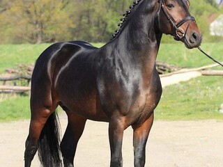 Ogier ujeżdżeniowy westfalski