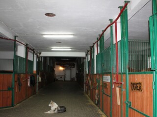 Pensjonat, Jazda konna, nauka, doskonalenie , dzierżawa koni, sport stajnia  dla koni,  duze trawiaste pastwiska