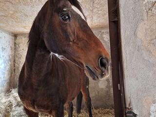 sprzedam/zamienię klacz