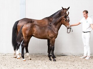 Cohinoor / Grand Slam 3 letni wałach