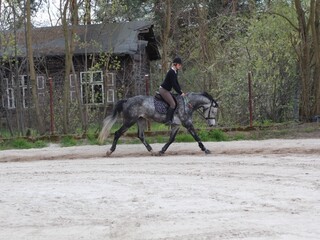 Trening koni i jeźdźców, praca z młodymi końmi