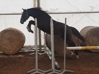 4 y.o. chesnut gelding by Hiacynt sp. (Quidam de Revel s.f. line)