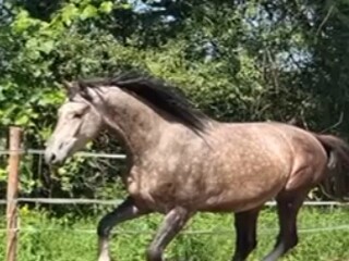 4 y.o.gelding by Up To Date KWPN